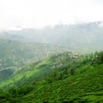 Darjeelingtea